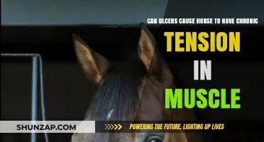 Ulcers and Muscle Tension in Horses: What's the Link?