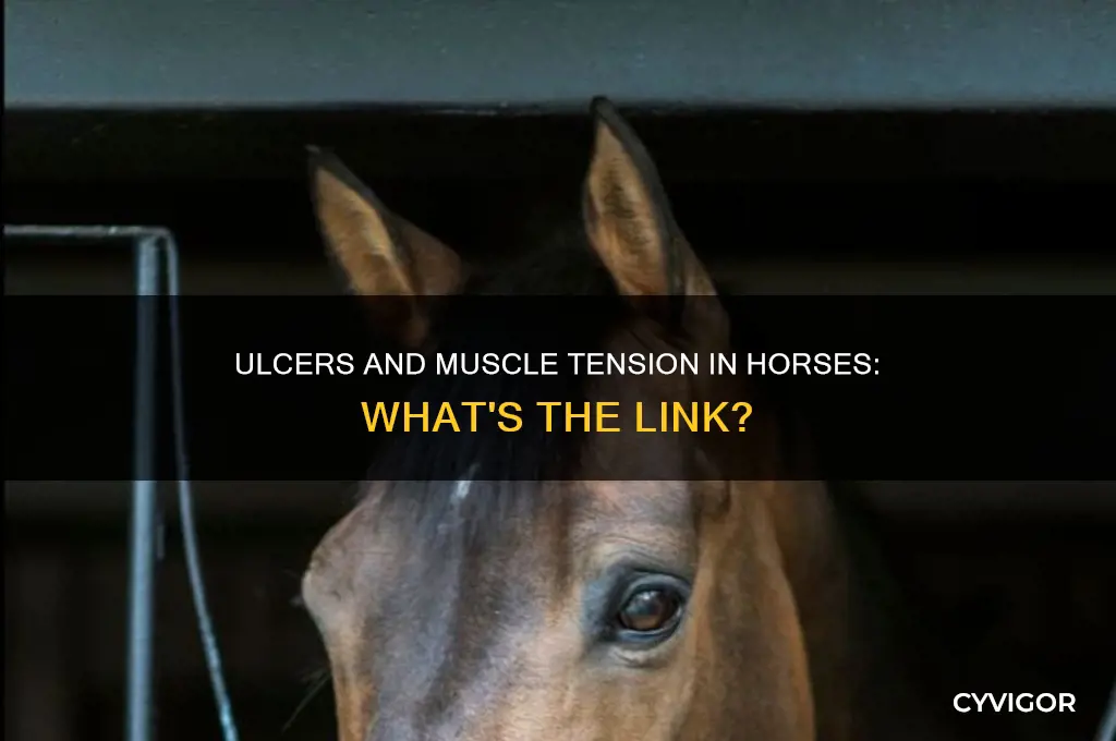 can ulcers cause horse to have chronic tension in muscle