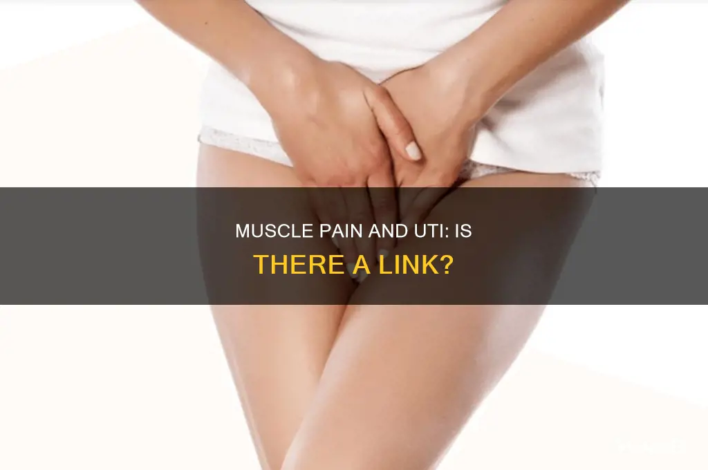 can urinary tract infection cause muscle pain