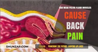 Pelvic Floor Muscles: Back Pain's Unexpected Culprit
