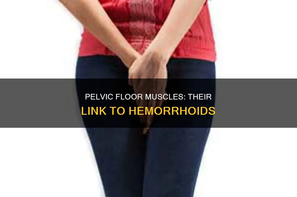 can weak pelvic floor muscles cause hemrooids