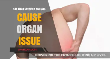 Weak Stomach Muscles: Their Impact on Organs