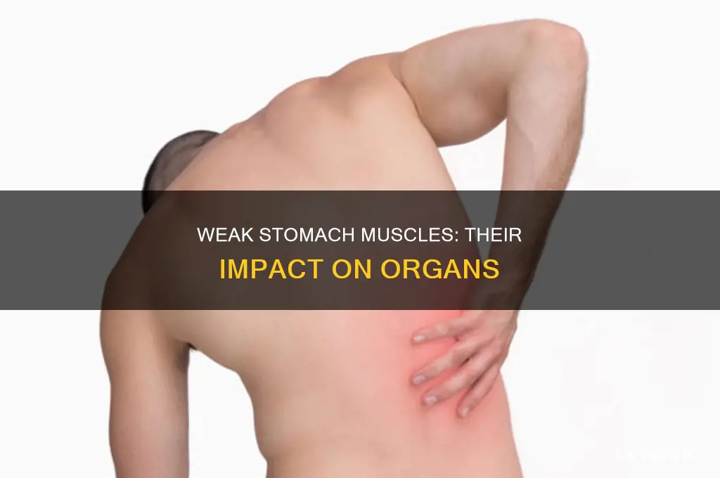 can weak sromach muscles cause organ issue