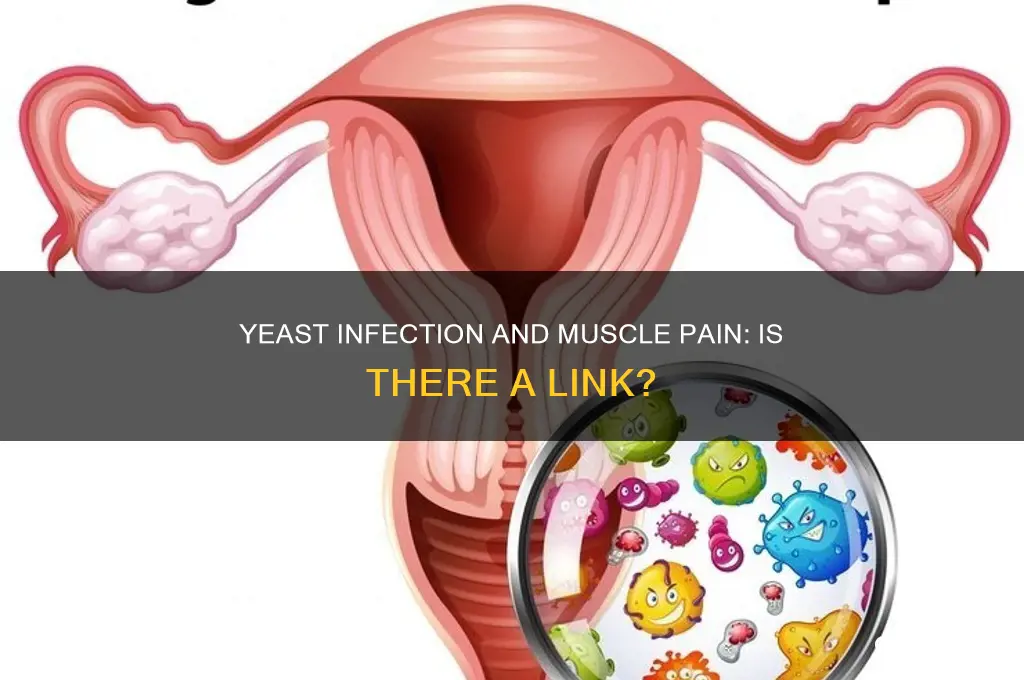 can yeast infection cause muscle pain