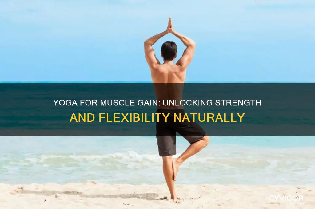 can yoga gain muscle