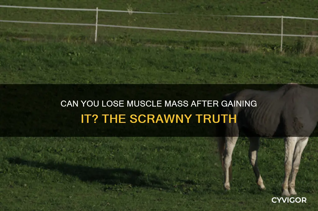 can you become scrawny again if you gained muscles