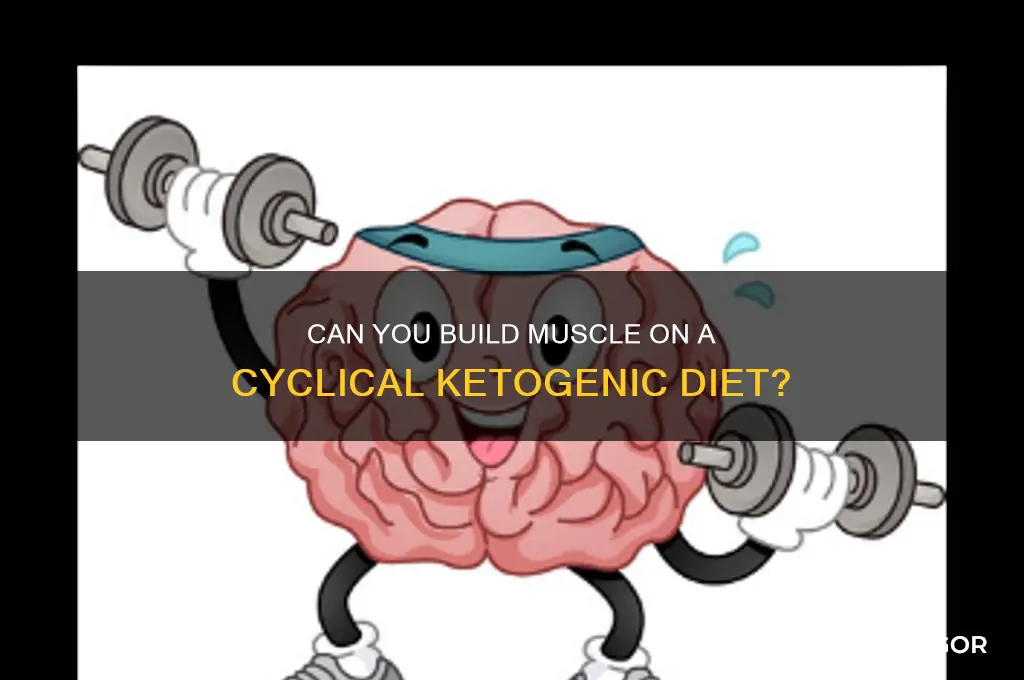 can you bulk and gain muscle on a ckd