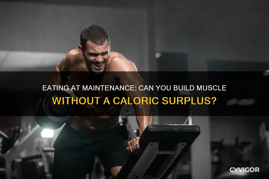 can you eat at maintenance and gain muscle