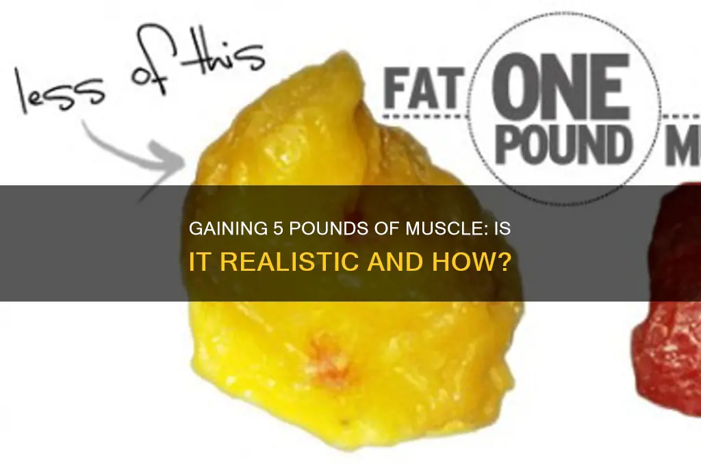 can you gain 5 lbs of muscle