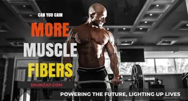Unlocking Muscle Growth: Can You Increase Muscle Fibers?