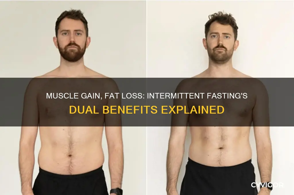 can you gain muscle and loose fat while intermintent fastiong