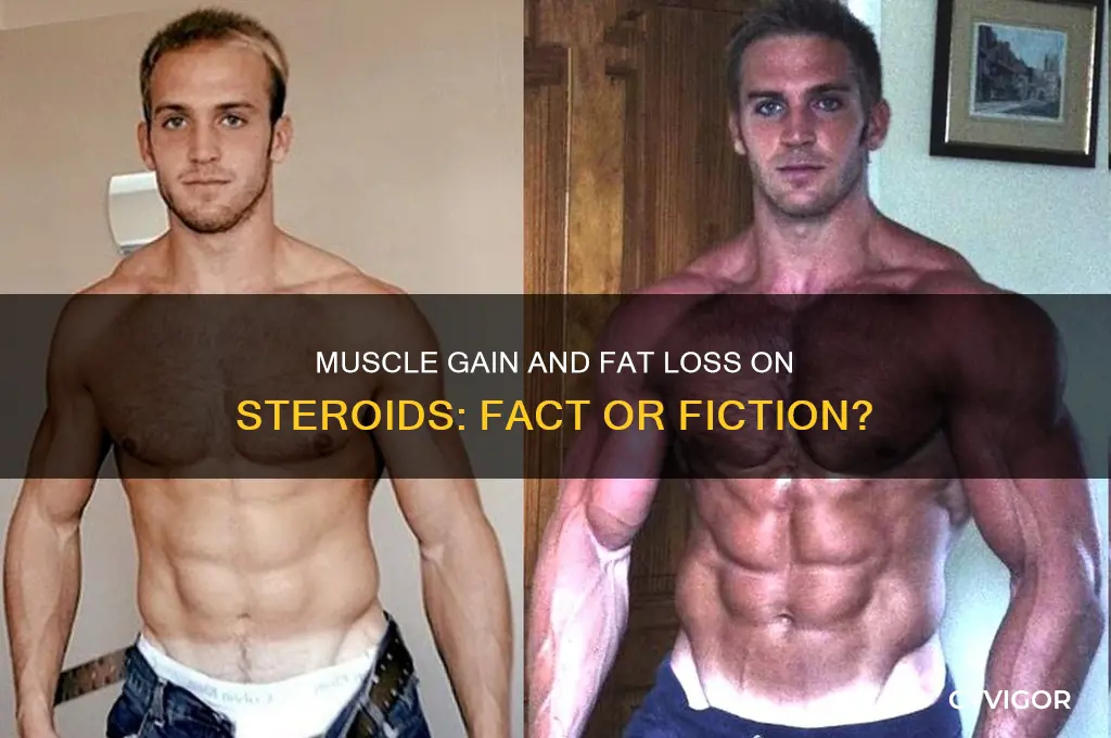 can you gain muscle and lose fat on steroids
