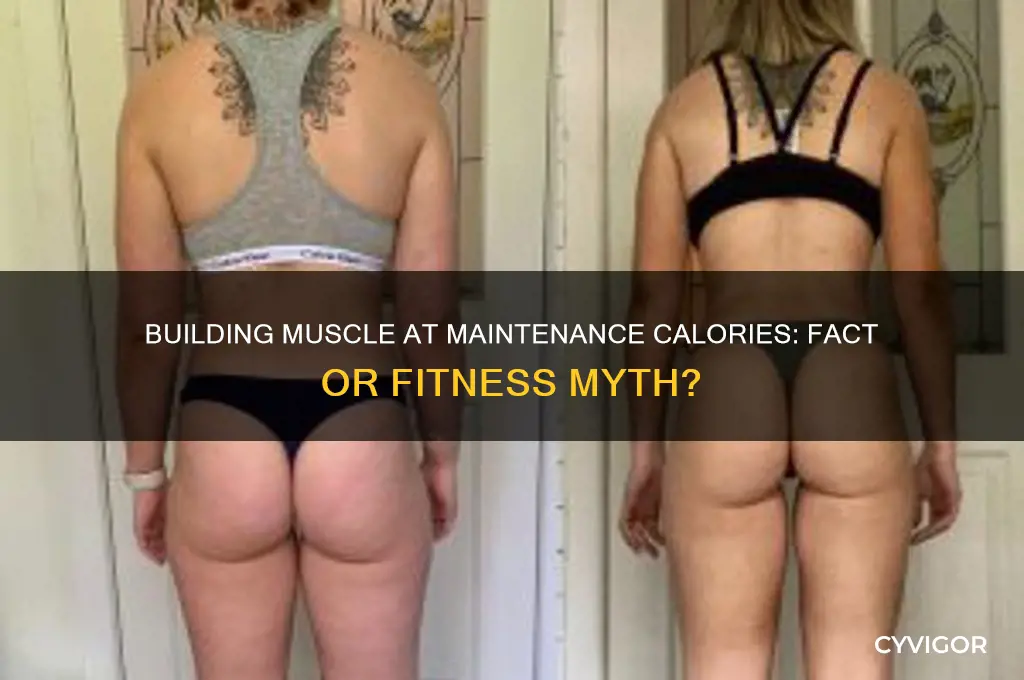 can you gain muscle at maintenance calories