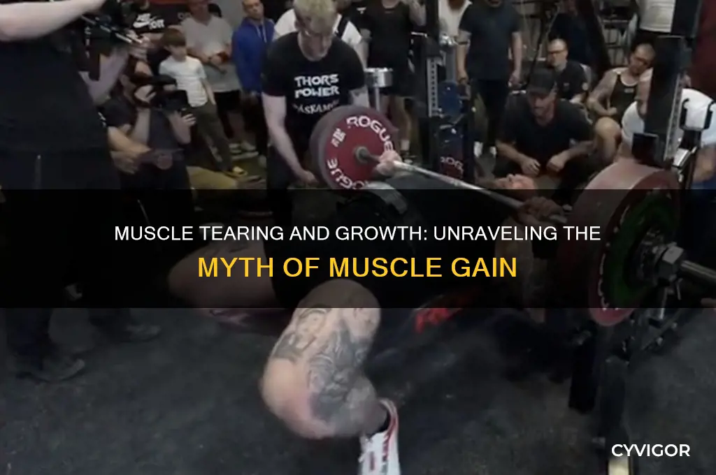 can you gain muscle by tearing muscles