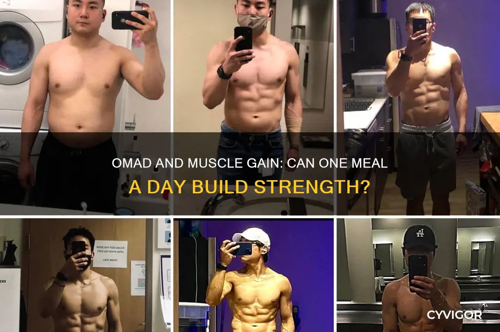 can you gain muscle doing om omad