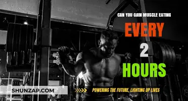 Can Eating Every 2 Hours Boost Muscle Gain? Facts Revealed