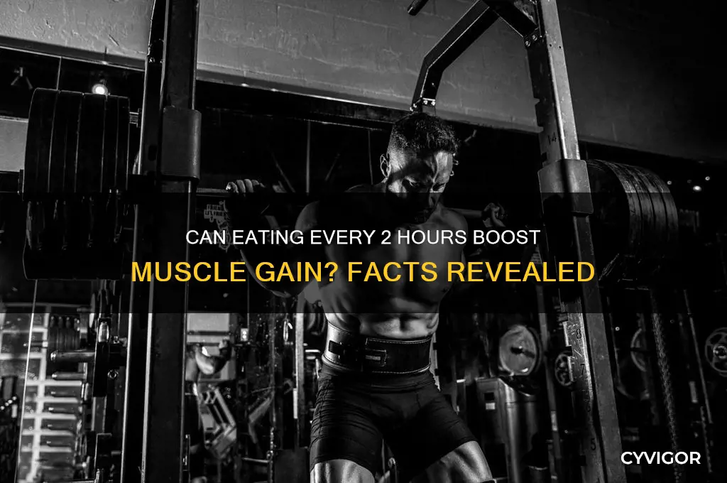 can you gain muscle eating every 2 hours