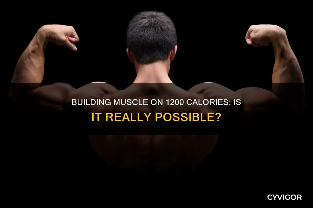 can you gain muscle on 1200 calories