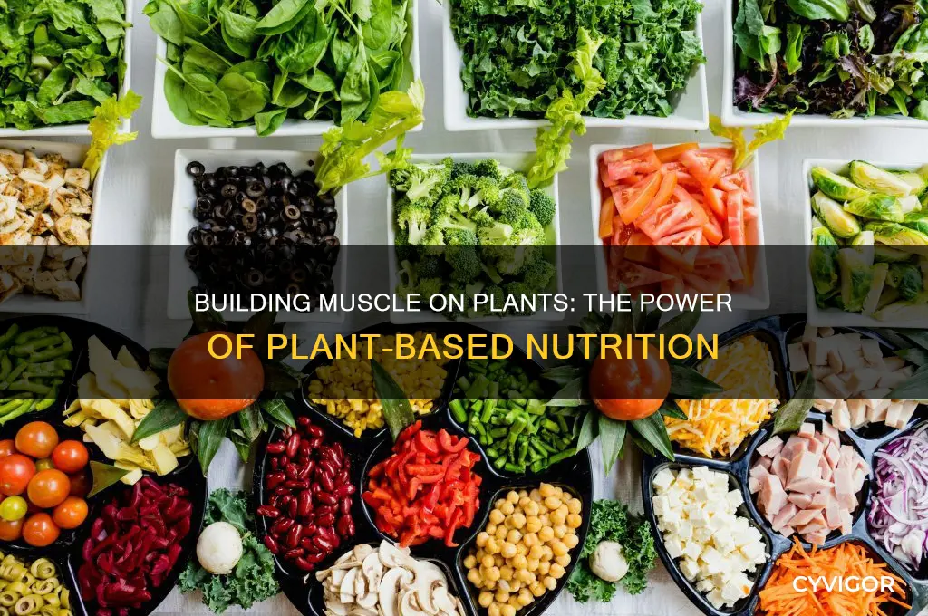 can you gain muscle on a plant based diet