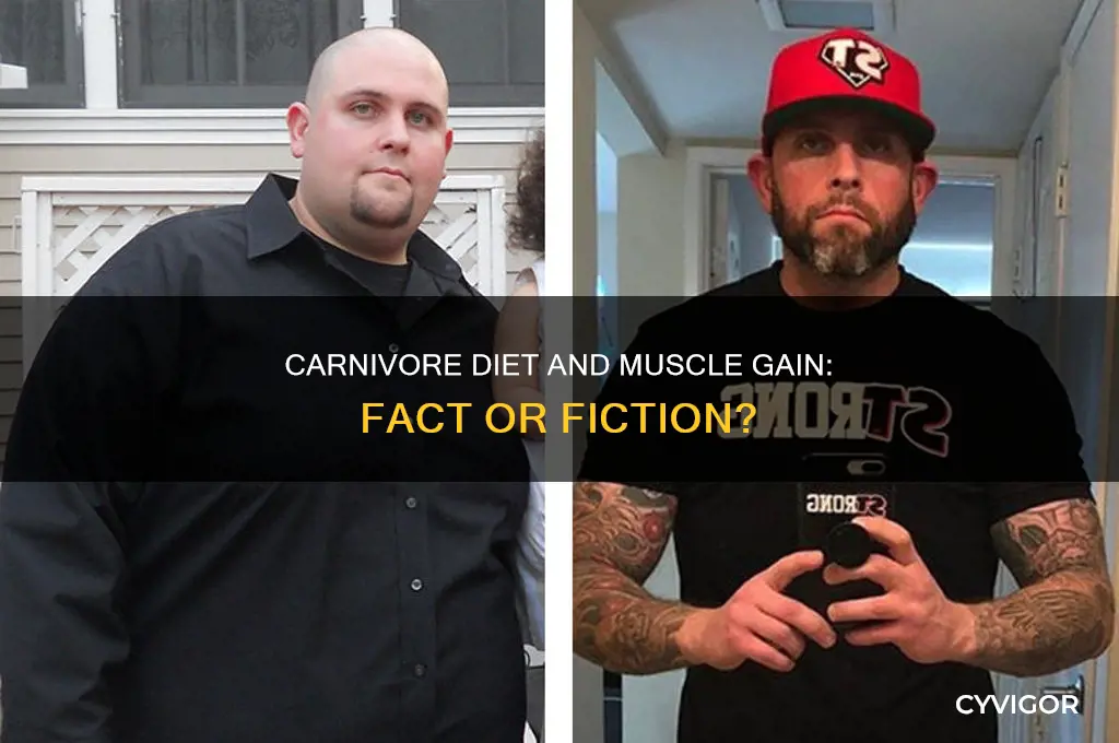 can you gain muscle on carnivore diet