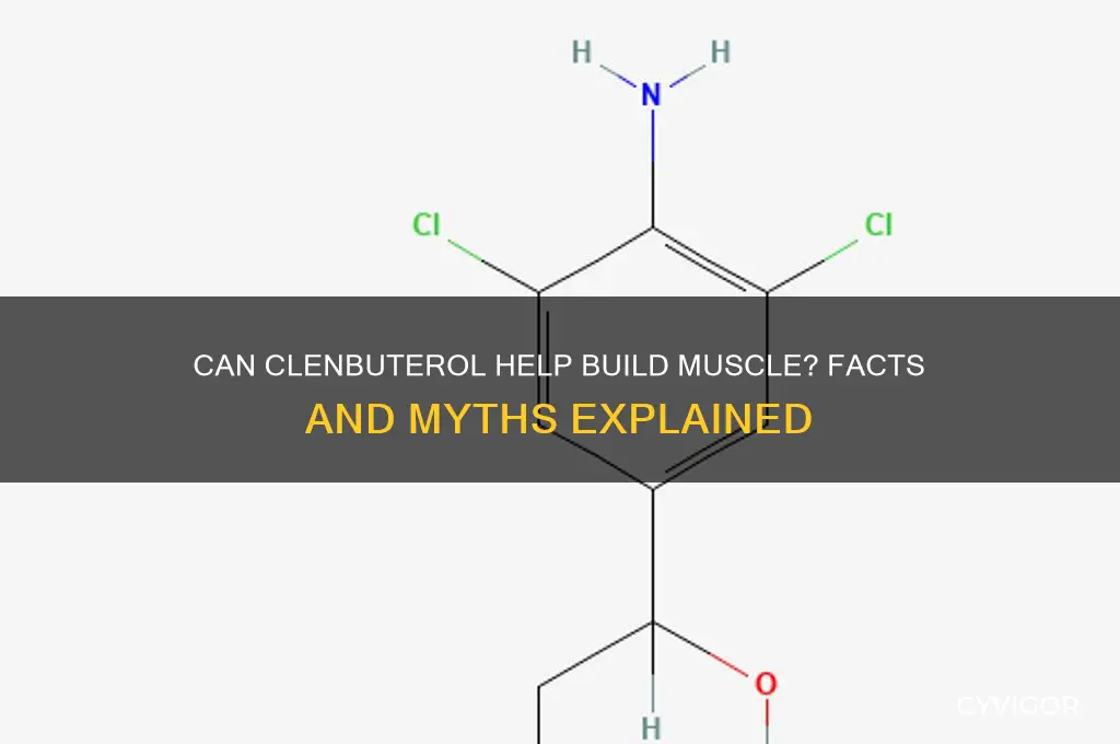 can you gain muscle on clenbuterol