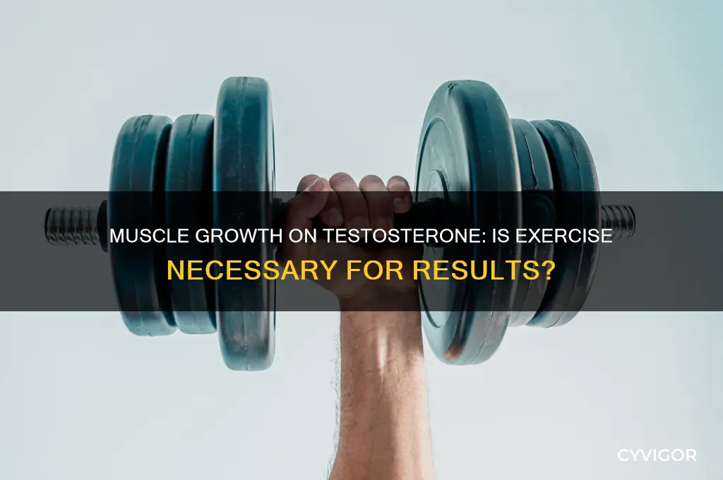 can you gain muscle on testosterone without working out