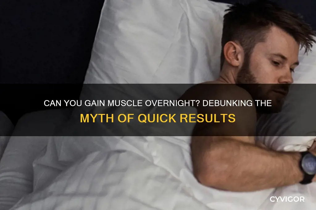 can you gain muscle overnight