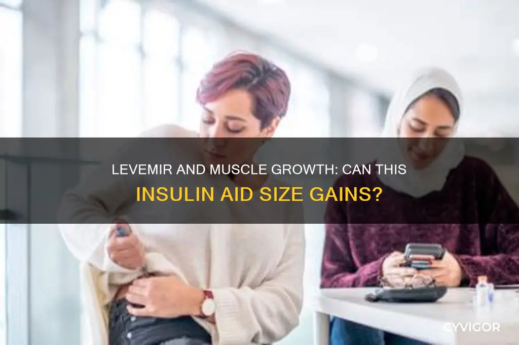 can you gain muscle size with levemir
