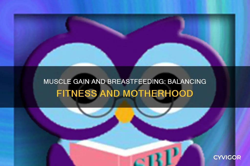 can you gain muscle while breastfeeding