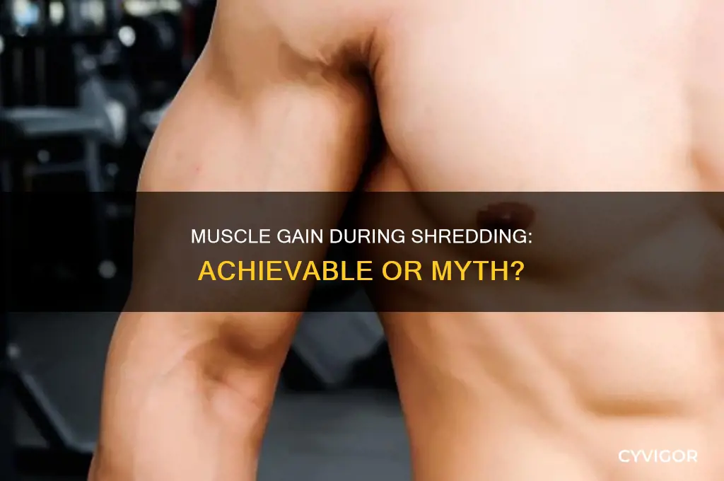 can you gain muscle while shredding