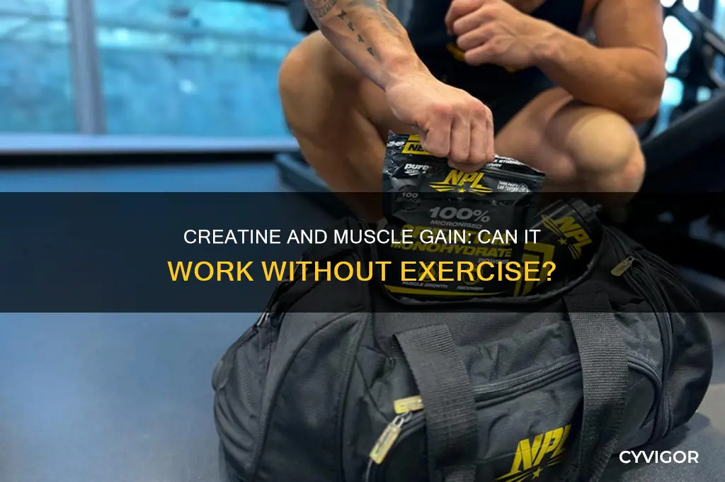 can you gain muscle with creatine without working out