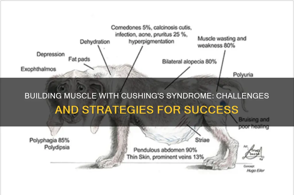 can you gain muscle with cushing