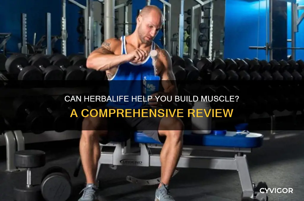 can you gain muscle with herbalife