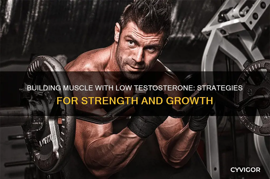 can you gain muscle with low testosterone