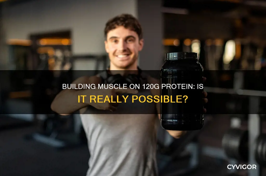 can you gain muscle with only 120g of protein