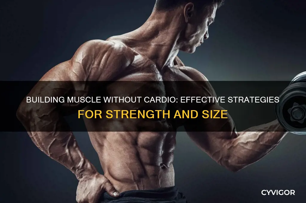 can you gain muscle withiut cardii