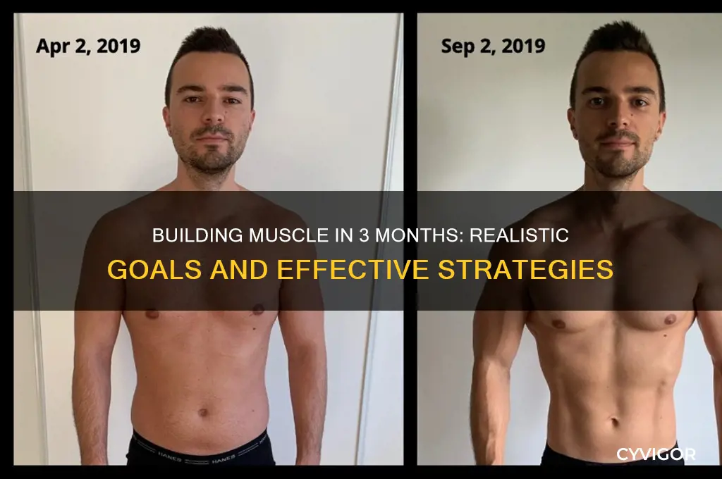 can you gain muscles in 3 months