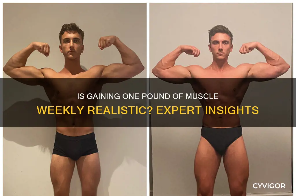 can you gain one pound of muscle in a week