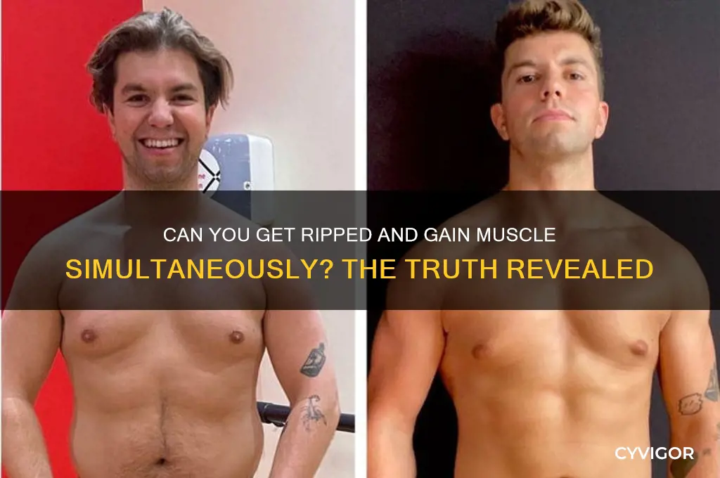 can you get ripped and gain muscle