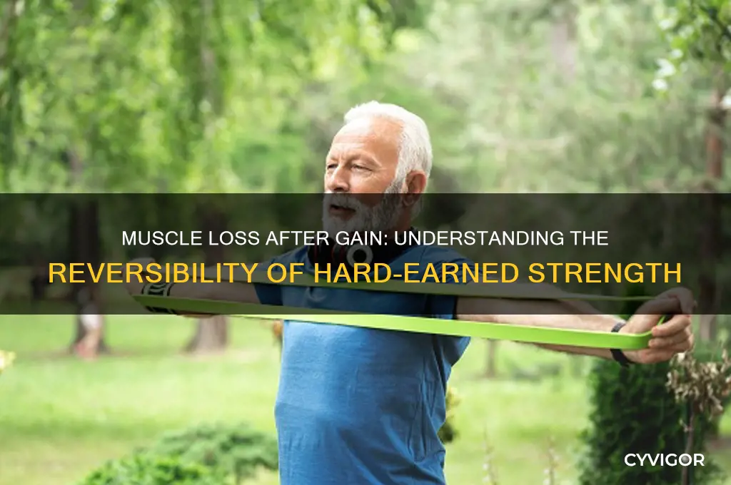 can you lose muscle after gaining it