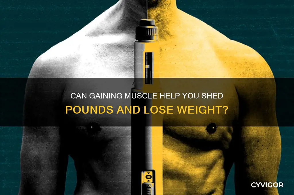 can you lose weight by gaining muscle