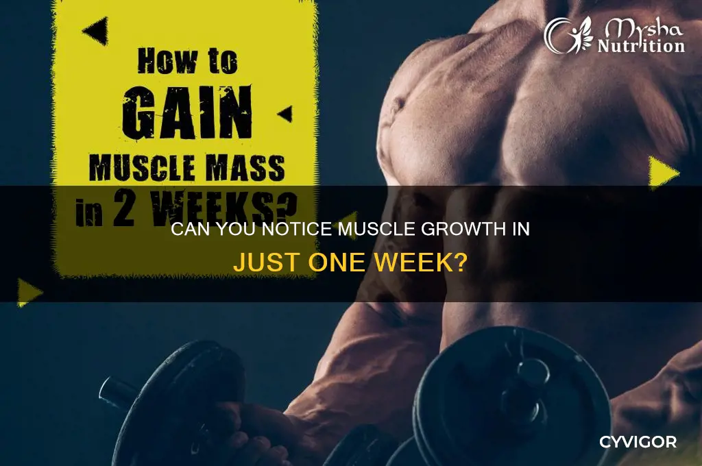 can you see muscle gain in a week