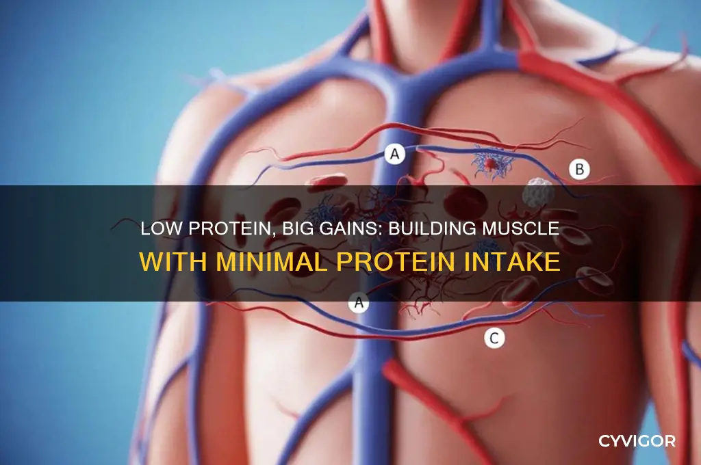 can you still gain muscle with low protein