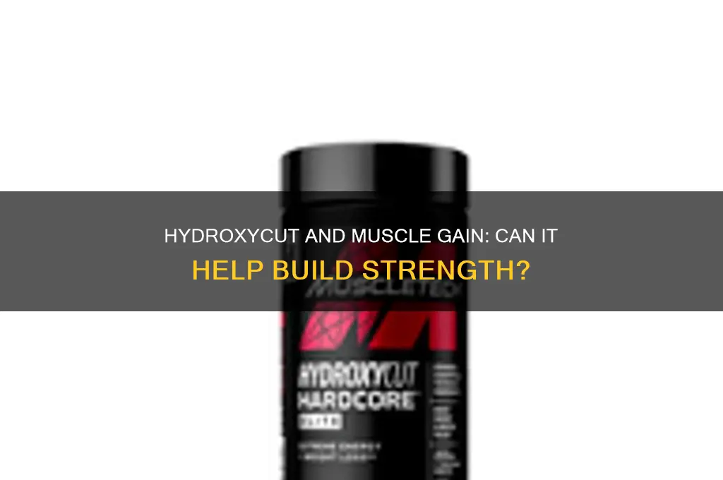 can you take hydroxycut and gain muscle