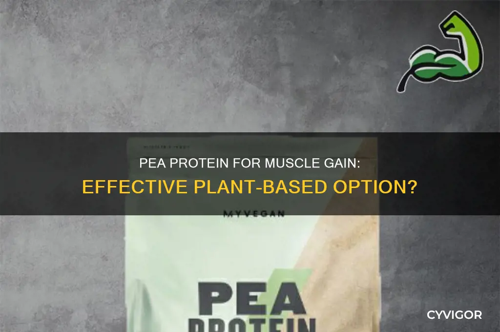 can you use pea protein for muscle gain