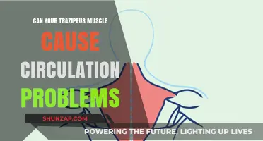 Trapezius Muscle: Circulation Problems and Solutions