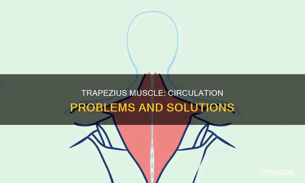 can your trazipeus muscle cause circulation problems