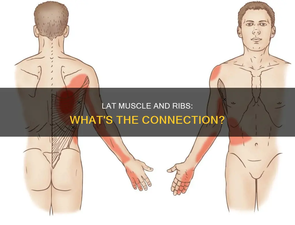 can ypur lat muscle cause a pulling sensation in ribs