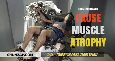 Zero Gravity's Impact: Muscle Atrophy Risk