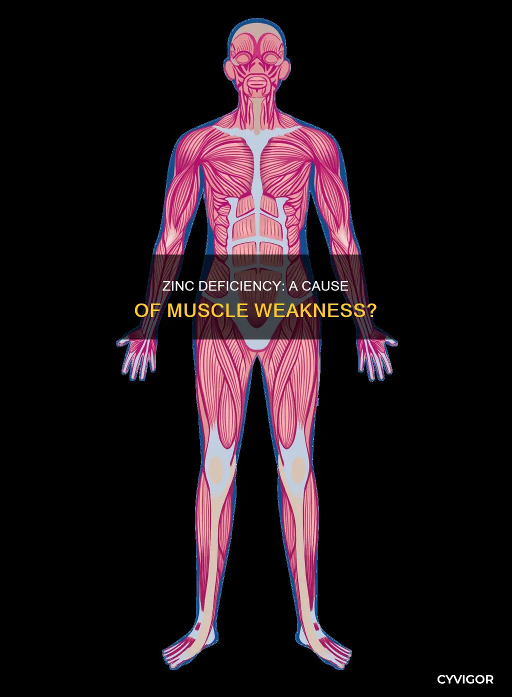 can zinc deficiency cause muscle weakness
